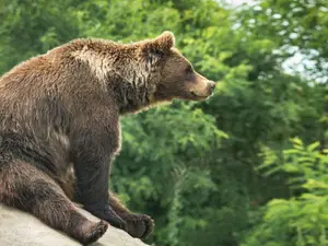What part did the grizzly have in the choir?