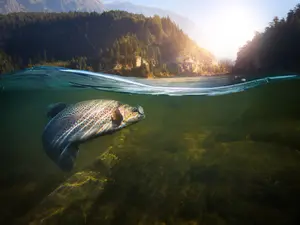 What part of a fish weighs the most?