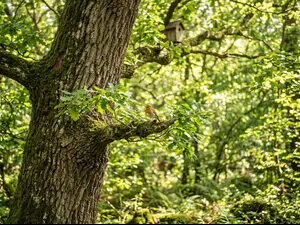 What pet do trees love most?