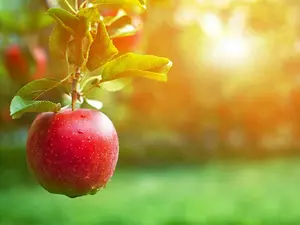 What reads and lives in an apple?