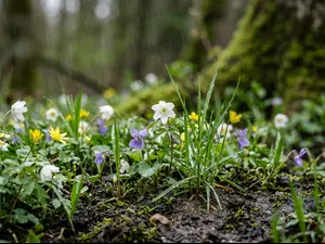 What rises when spring rain falls?