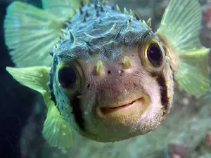 What's the difference between a guitar and a fish?