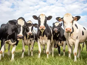 What should you do when you see a herd of cows coming towards you?