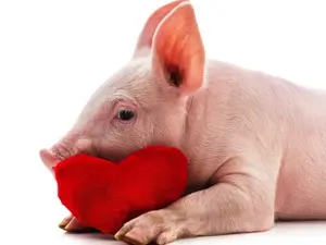 What should you say to a pig on February 14th?