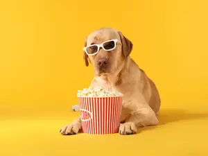 What snack did the dog buy at the movie theater?
