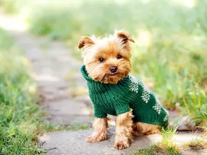 What sort of clothes does a pet dog wear?