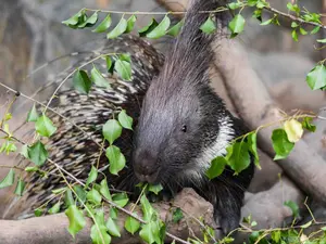 What sound do porcupines make when they kiss?