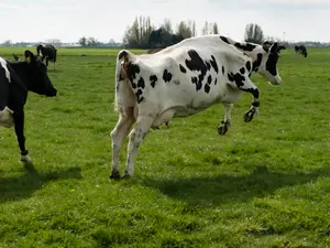 What sound do you hear when a cow breaks the sound barrier?