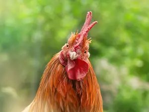 What spices do chickens love to put on their food?