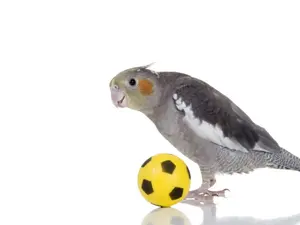 What sport do birds of prey love to watch?