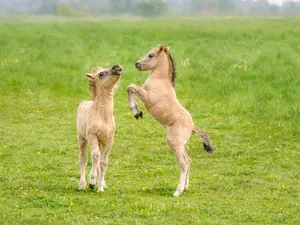 What sport do horses love to play?