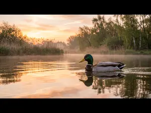 What time does a cartoon duck wake up?