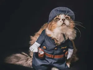 What TV show did the cat love to watch?
