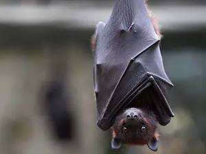 What type of bat doesn't fly?