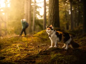 What type of cat loves to go on hikes?