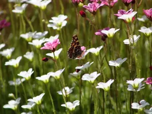 What type of flower grows up too fast?