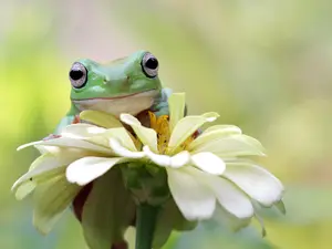 What type of music do frogs listen to?