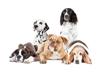What types of dogs are bilingual?