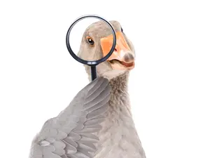 What was the detective duck trying to do?