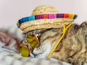 What would a feline order at Taco Bell®?