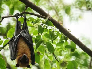 What's a bat's favorite game?