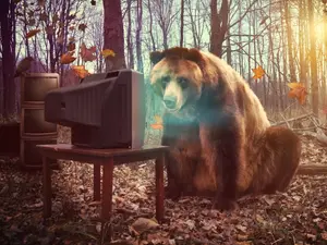 What's a bear's favorite movie?