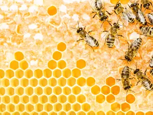 What's a bee's favorite Disney® movie?