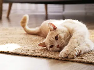 What's a cat's favorite color?