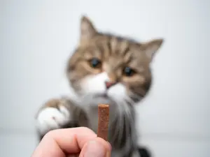 What's a cat's favorite snack?