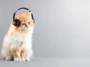 What's a cat's favorite song?