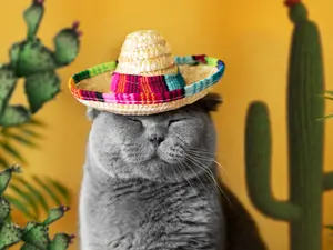 What's a cat's favorite type of Mexican food?