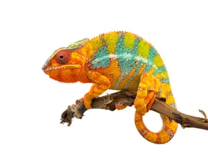 What's a chameleon's favorite issue to talk about?