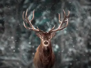 What's a deer's favorite horror movie?