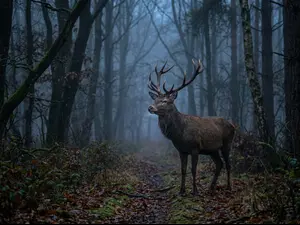 What's a deer's favorite scary movie?