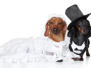 What's a dog's favorite dance at a wedding?