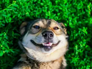 What's a dog's favorite tooth?