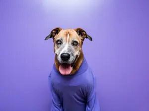 What's a dog's least favorite kind of shirt?
