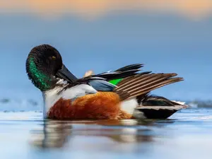 What's A Duck's Favorite Ballet?