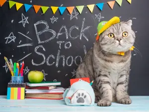 What's a feline's favorite class in school?
