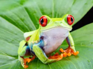 What's a frog's favorite drink on a hot summer day?