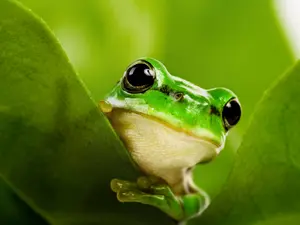 What's a frog's favorite sport?