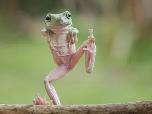 What's a frog's favorite year?
