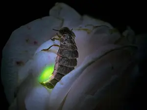 What's a glow worm's favorite song?