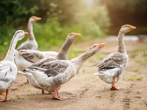 What's a goose's favorite book?