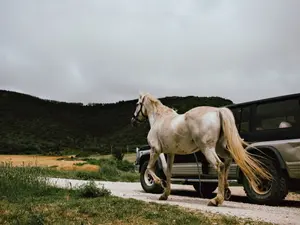 What's a horse's favorite car?