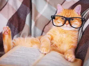 What's a kitty's favorite book?
