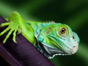 What's a lizard's favorite cookie?