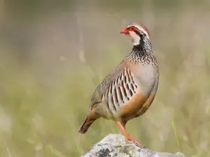 What's a partridge's favorite fruit?
