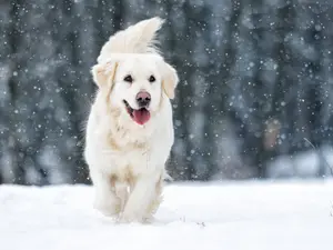 What's a puppy's favorite winter activity?