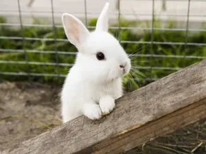 What's a rabbit's favorite way to travel?